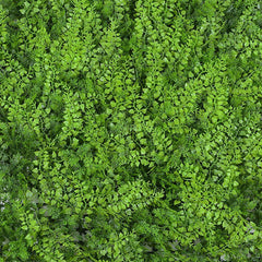 Jardim vertical Fern 1.0 x 1.0mt verde Tenax