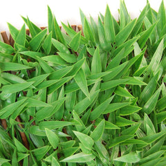 Jardim vertical X-tens Bamboo 1.0 x 2.0mt verde Tenax